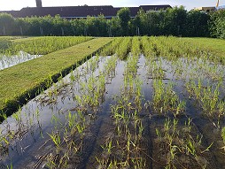 I. Entwsserungsverband Emden: Schilfmattenaufzucht und -ausbringung zur Ufersicherung Herbst 2022