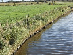 I. Entwsserungsverband Emden: Schilfmattenaufzucht und -ausbringung zur Ufersicherung Herbst 2022